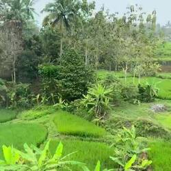 Auf dem Weg nach "Borobudur"