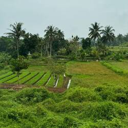 Auf dem Weg nach "Borobudur"