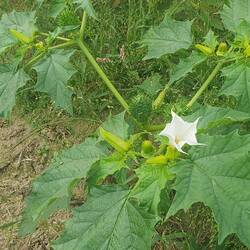 Stechapfel am Wegesrand