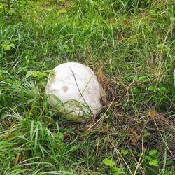 Das ist kein Stein, das ist ein Pilz