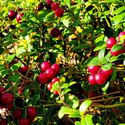 Buchstabe 6 Kästchen 9