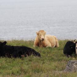 Riesige Hörner 🐮