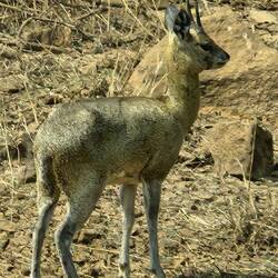 Klipspringer