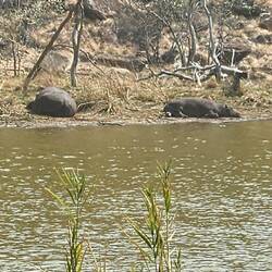 Hippos Sunbathing