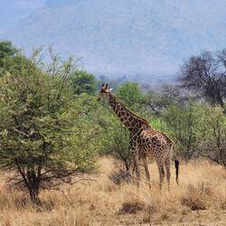 Giraffe at Entabeni