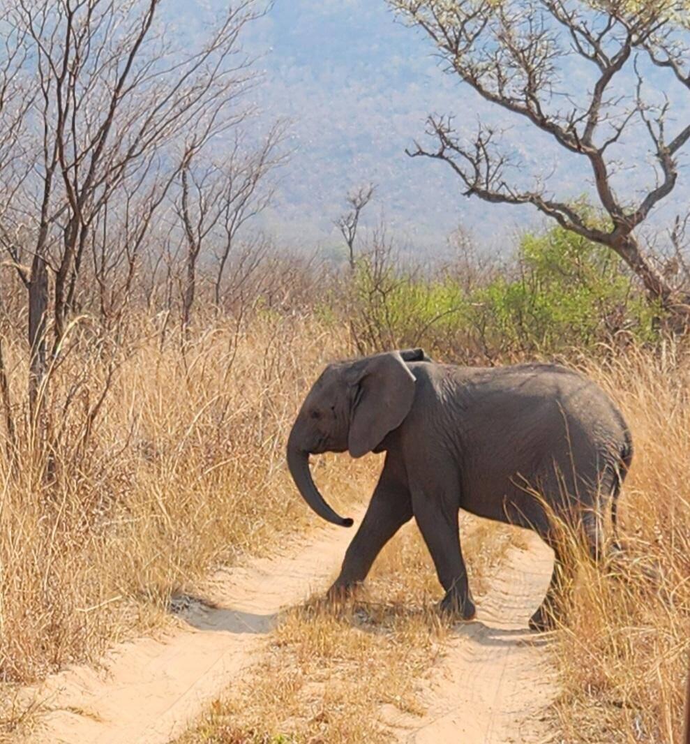 Baby Elephant
