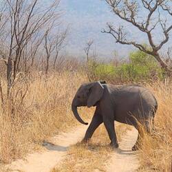 Baby Elephant