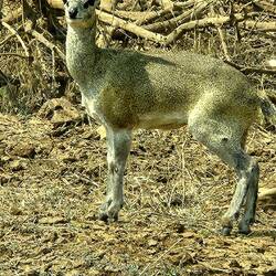Klipspringer