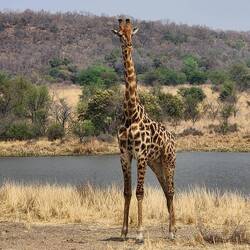 Giraffe at Entabeni
