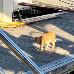 In der Marina Kremik gibt es einige Katzen