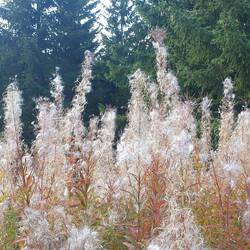 Flausch am Straßenrand