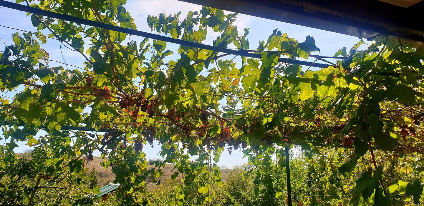 Wein Pergola an der Unterkunft