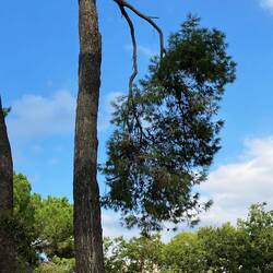 Peter's artsy shot - Caption: Bowed but not broken - just like me. 😉