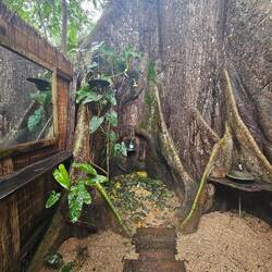 Die Tree Shower, man beachte die "Wände", welche einfach aus dem Stamm des Baumes bestehen
