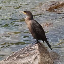 Double-Crested Cormorant