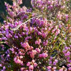 Located some heather still in bloom