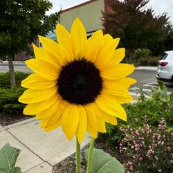 Pretty sunflower