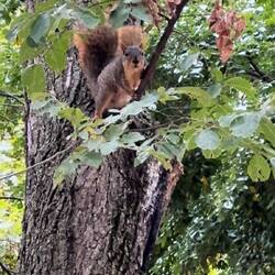 Lots of these brown squirrels
