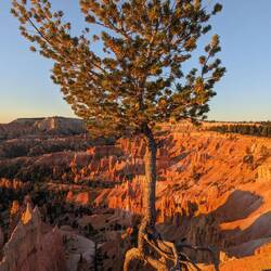 Baum auf Zehenspitzen