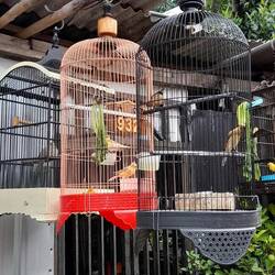 Singvögel in Käfigen sieht man überall auf Java