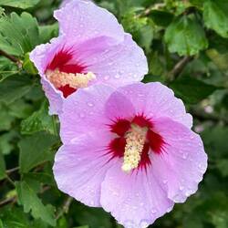 Lots of colourful flowers enroute