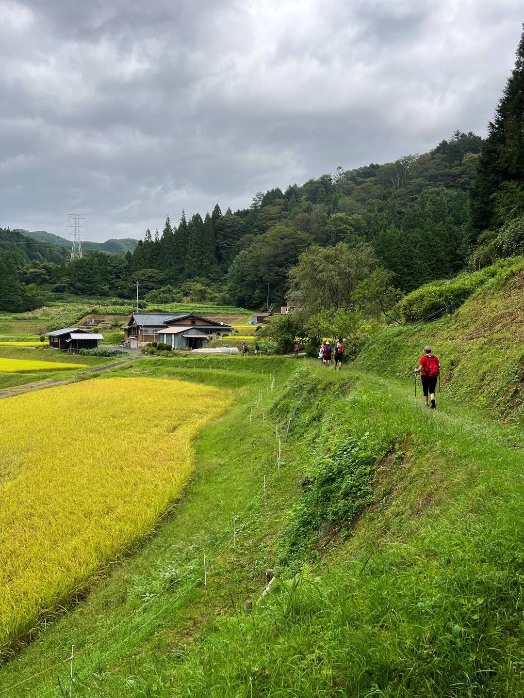 Walking through rice fields