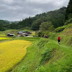 Walking through rice fields