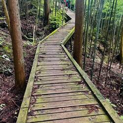 Some boardwalks across bogs