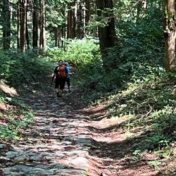 Lots of forest trails