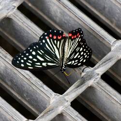 And lovely butterflies