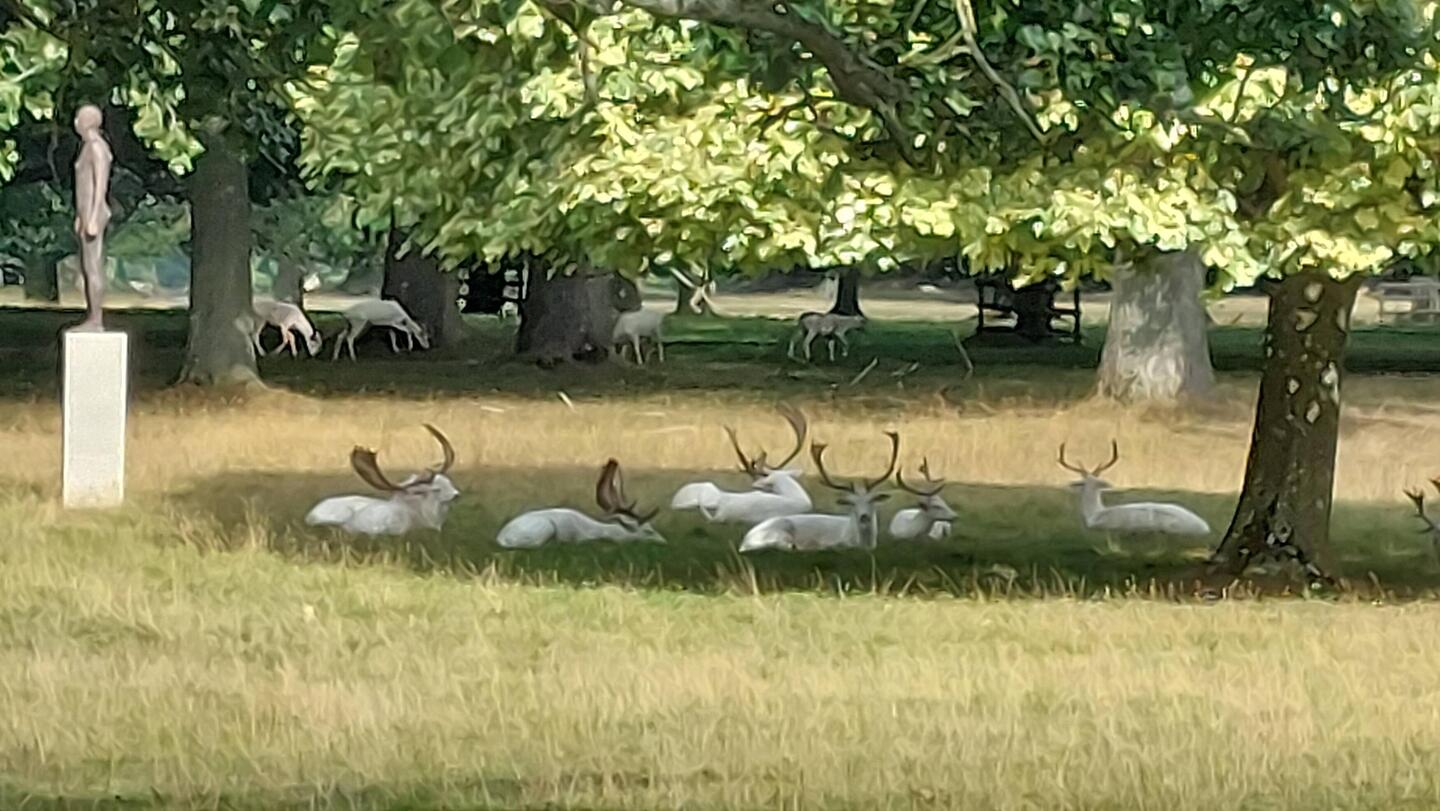White Fallow Deer