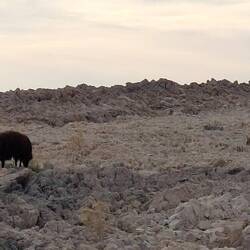 irgendwo muss da leckeres Grünzeug sein