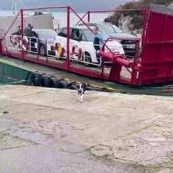 Ferry unloading - the dog is a deckhand and loves crossing