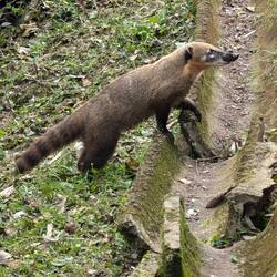 Südamerikanischer Nasenbär