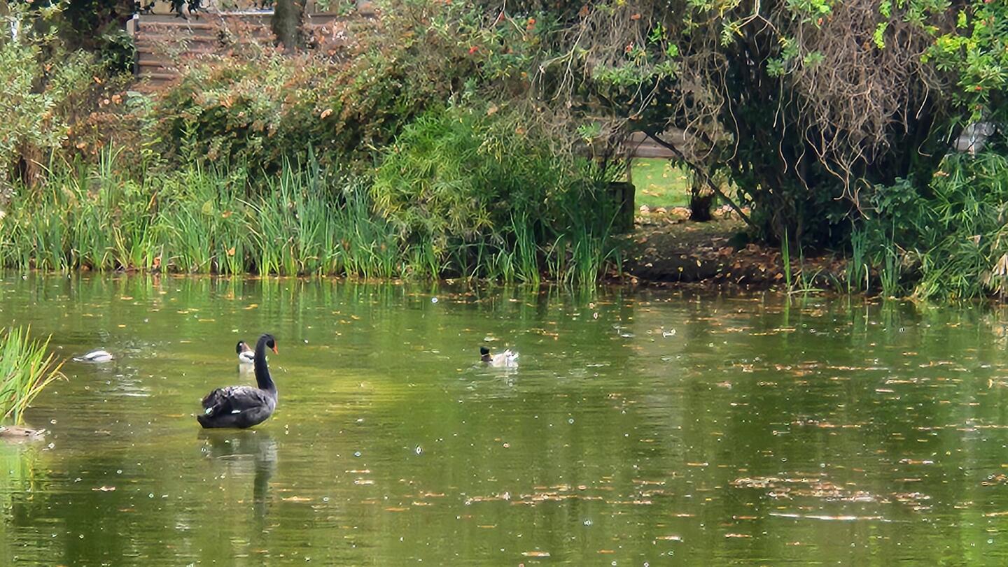 Black swan