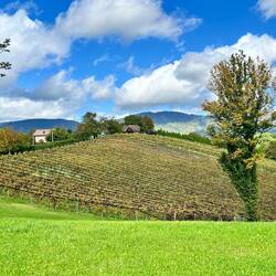 Weingut Ciban