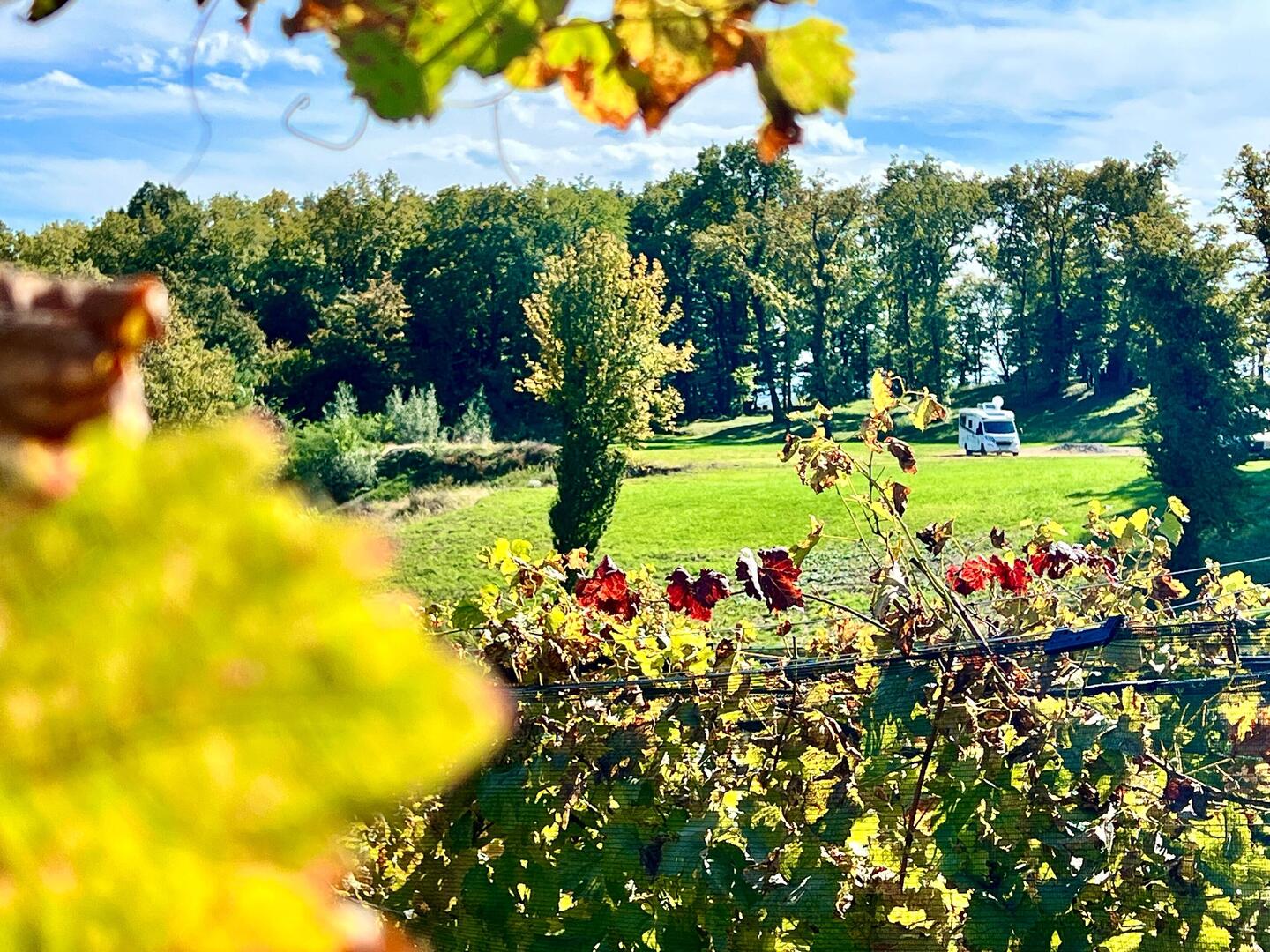 Stellplatz zwischen Wald und Reben