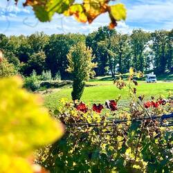 Stellplatz zwischen Wald und Reben