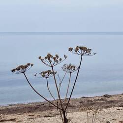 Wieder ein Bild für Anja.