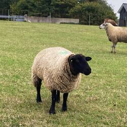 Mein neuer Pullover läuft da.