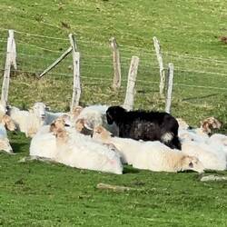 Es gibt immer ein schwarzes Schaf. Im Video ist der Beweis...