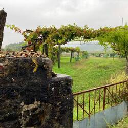 Camino sign and grape arbors