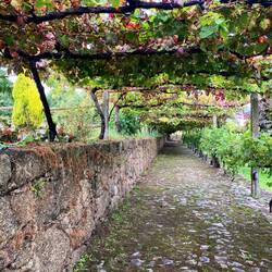 Grape arbor at the casa Quinta da Cancela where I'm staying