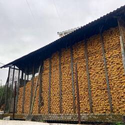 Here's where the corn goes.