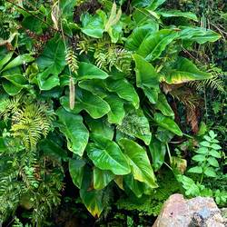Wild calla lily