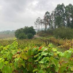 Vineyard