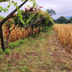 Grapes and corn