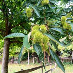 Sweet chestnut