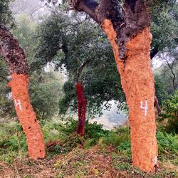 Cork harvested from the trees