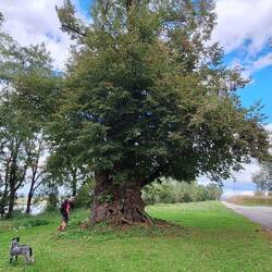 ...kommen wir zur 1000jährigen Linde!